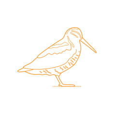 Animals Shorebirds Eurasian Woodcock Outline Svg Vector, Free Vectors File